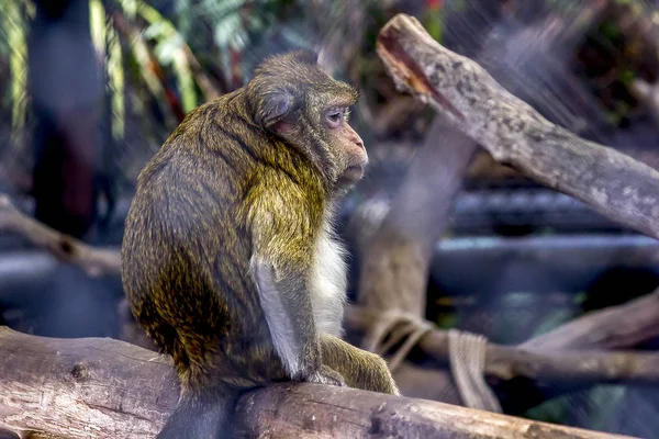 Krabbenfressende Makaken Zoo — Stockfoto