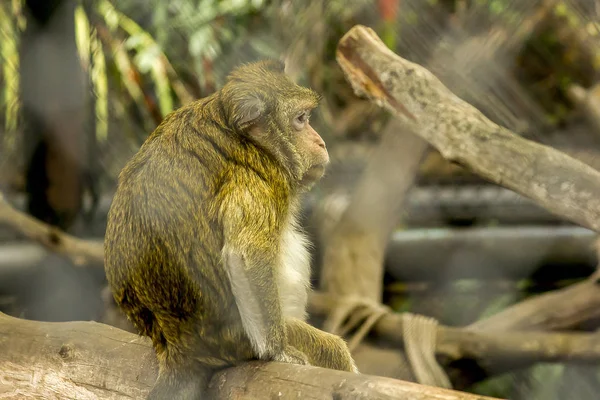 Macaque Mangeur Crabes Dans Zoo — Photo