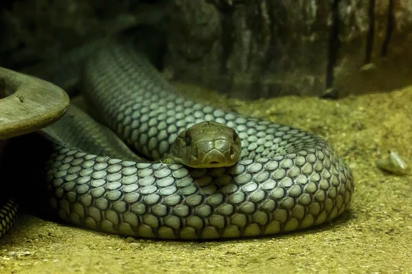 King Cobra Oči Jsou Největší Had Světě Zaoblená Hlava Hrozné — Stock fotografie