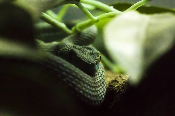 Очі Змії Страшні — стокове фото