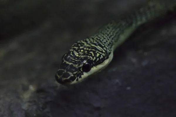 Ojo Serpiente Serpiente Árbol Dorado —  Fotos de Stock