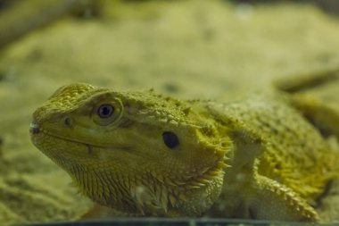 Hayvanat bahçesindeki sakallı ejderha.