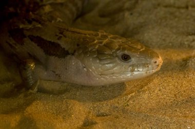 Mavi dilli kertenkele büyük başlı büyük bir kafatasıdır. Pürüzsüz..
