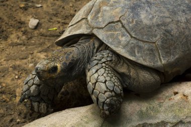Hayvanat bahçesinde Geochelone sulcata