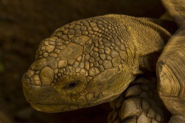Hayvanat bahçesinde Geochelone sulcata