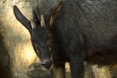 Oğlaklar hayvanat bahçesinde bir kayanın üzerinde duruyorlar..