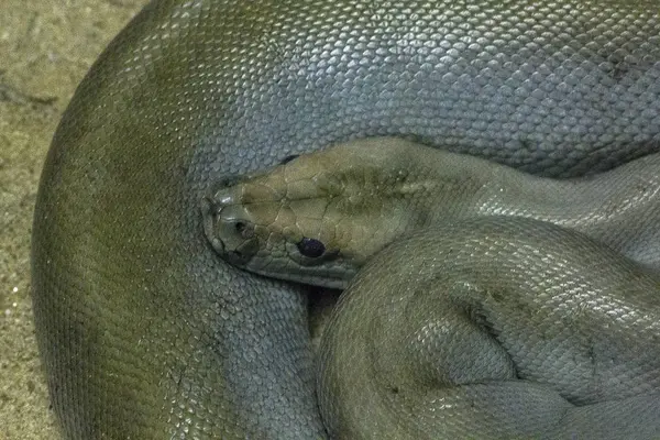 Grüner Burma Python Zoo — Stockfoto