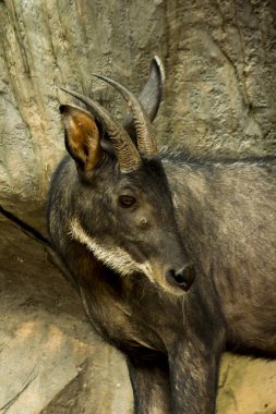 Serow taşa bakarak durdu.