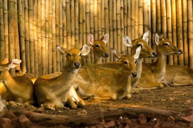 Hayvanat bahçesinde benekli geyik