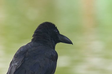 Orman karga Asya'da yaygın olarak dağıtılmış bir kuştur.