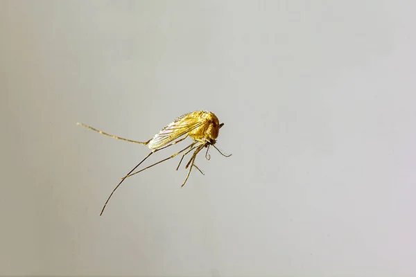 Muggen Zijn Klein Grootte — Stockfoto