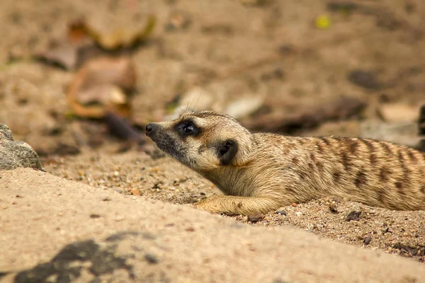 Suricata Suricatta Regardant Quelque Chose — Photo