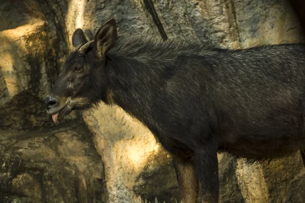 Serow 站在那里看着石头 — 图库照片