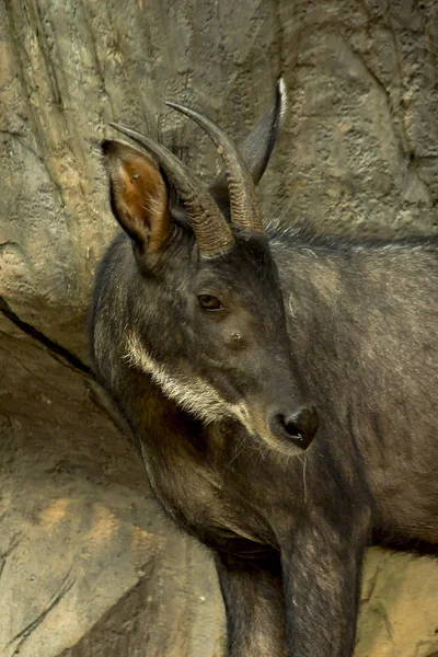 Serow Taşa Bakarak Durdu — Stok fotoğraf