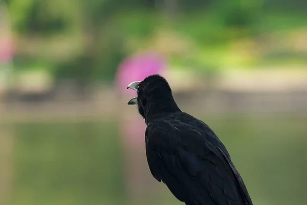 The jungle crow is a widely distributed bird in Asia.
