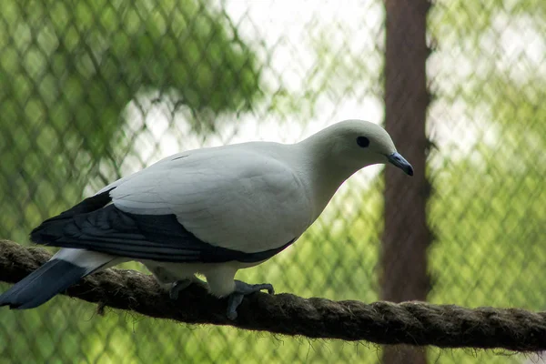 Pied Imperial Pigeon Zoo — Stock Photo, Image
