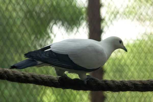 Paloma Imperial Empedrada Zoológico —  Fotos de Stock