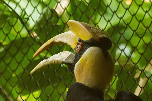 Hornbills Con Cabeza Hueca Parte Superior —  Fotos de Stock