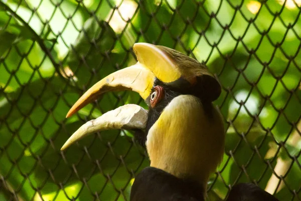 Hornbills Con Cabeza Hueca Parte Superior —  Fotos de Stock
