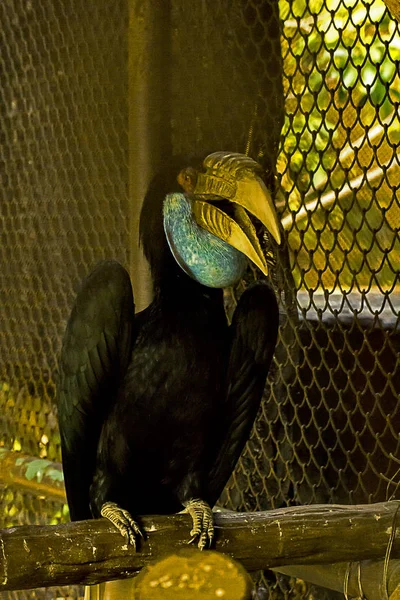 Kip Wreathed Neushoornvogel Vrouwtje Dierentuin — Stockfoto