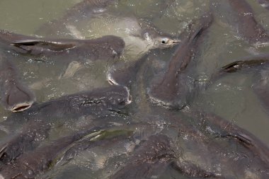 Birçok nehirler yanardöner köpekbalığı.