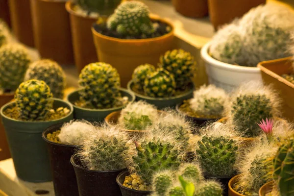 Cactus Egy Kis Pot Elhelyezett Együtt — Stock Fotó