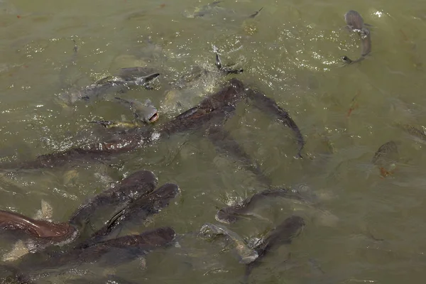 Birçok Nehirler Yanardöner Köpekbalığı — Stok fotoğraf
