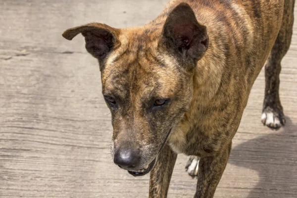 Brun Hund Promenader Trottoaren Och Letar Efter Något — Stockfoto