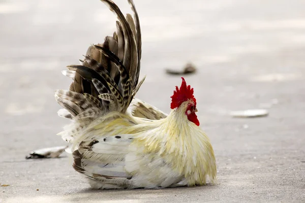 Blanc Bantam Japonais Assis Sur Sol — Photo