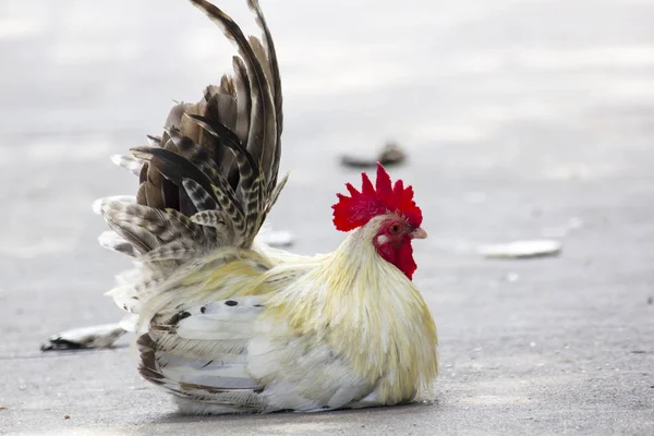 Blanco Bantam Japonés Sentado Suelo — Foto de Stock