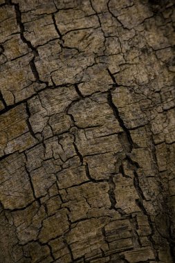 Kahverengi ağaç kabuğu kaba.