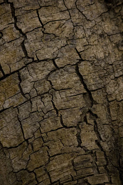 Kahverengi ağaç kabuğu kaba.