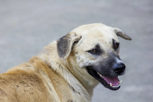 Ögonen Brun Hund Söker — Stockfoto