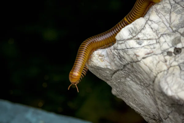 Kırkayak Bir Beyaz Taş — Stok fotoğraf