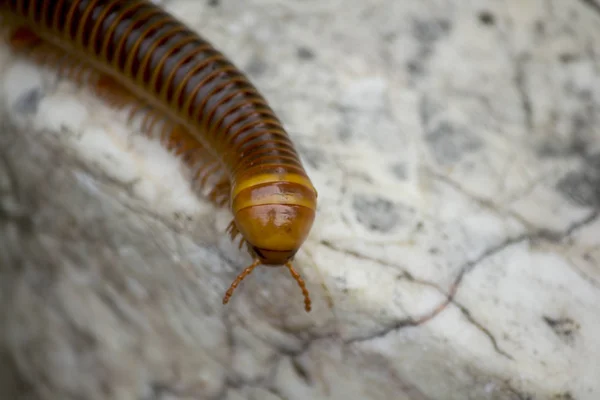 Mille Pattes Sur Une Pierre Blanche — Photo