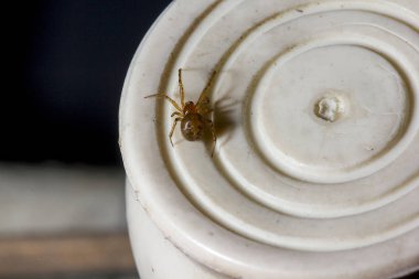 Kahverengi örümcek üzerinde beyaz bir nesnedir.