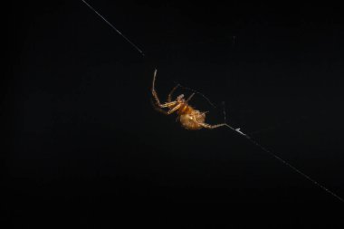 Kahverengi örümcek örümcek fiber tırmanma.