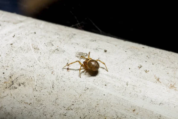 Aranha Marrom Tubos Velhos Brancos — Fotografia de Stock