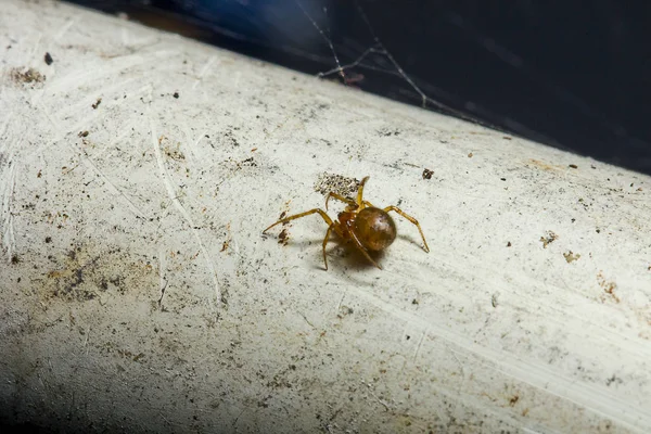 白の古いパイプの上に茶色蜘蛛 — ストック写真