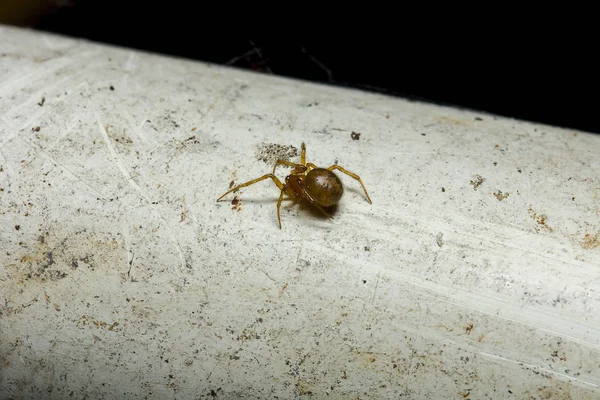 Beyaz Eski Borular Üzerinde Kahverengi Örümcek — Stok fotoğraf