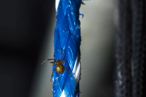 Braune Spinnen Klettern Auf Blauem Seil — Stockfoto