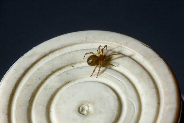 Araña Marrón Está Objeto Blanco —  Fotos de Stock