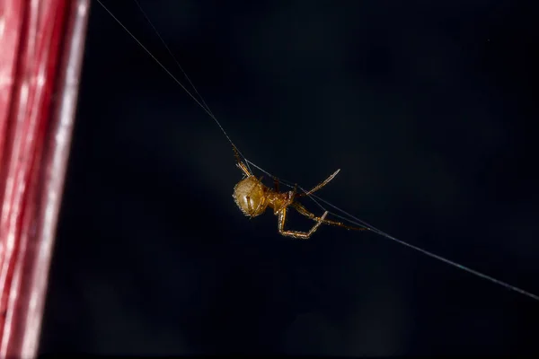 茶色蜘蛛蜘蛛の繊維に登る — ストック写真