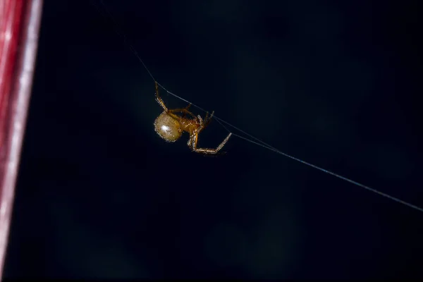 Bruine Spider Klimmen Een Spin Glasvezel — Stockfoto