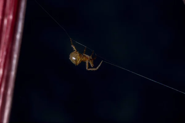 Hnědá Pavoučí Prolejzačky Pavoučí Vlákno — Stock fotografie