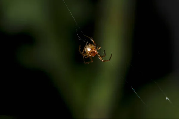 Braune Spinne Klettert Auf Die Faser Einer Spinne — Stockfoto