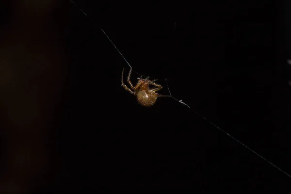 Braune Spinne Klettert Auf Die Faser Einer Spinne — Stockfoto