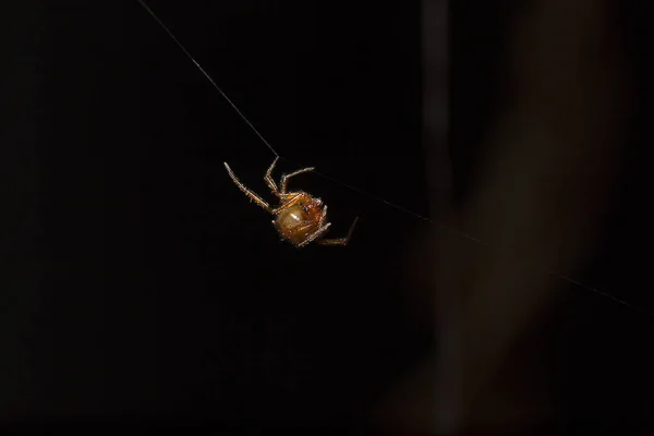 Braune Spinne Klettert Auf Die Faser Einer Spinne — Stockfoto