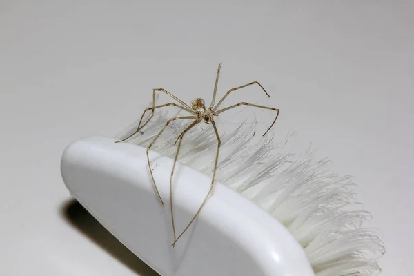 Araña Marrón Murió Cepillo Dientes —  Fotos de Stock