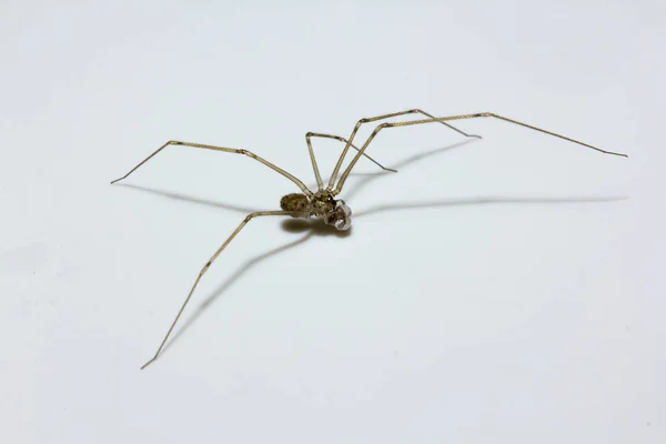 白色背景上的褐色蜘蛛 — 图库照片